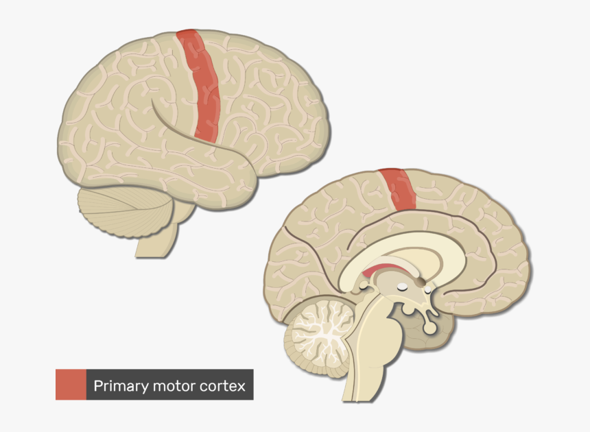 Primary Motor Cortex Brain, HD Png Download, Free Download