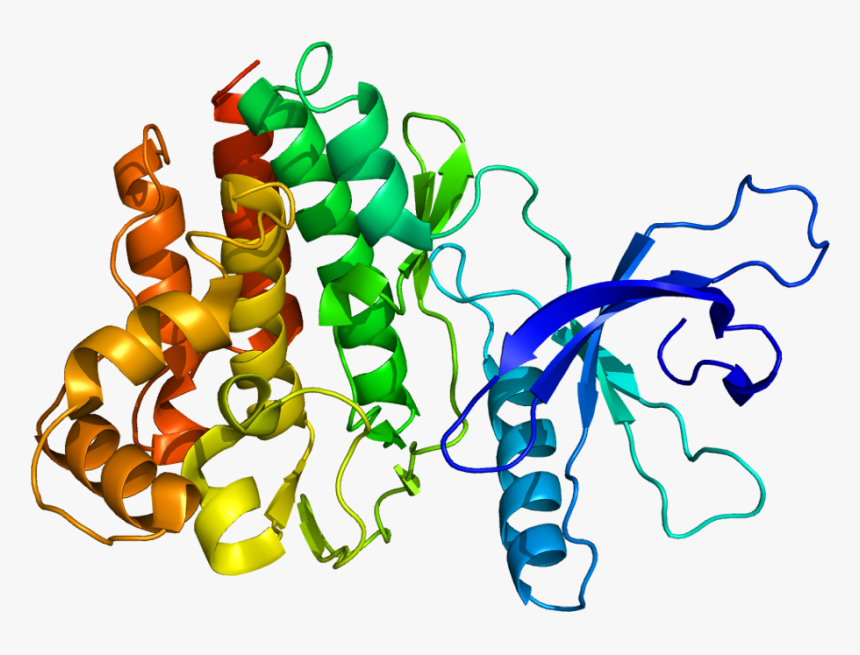 Protein Jak3 Pdb 1yvj - Janus Kinase 3, HD Png Download, Free Download