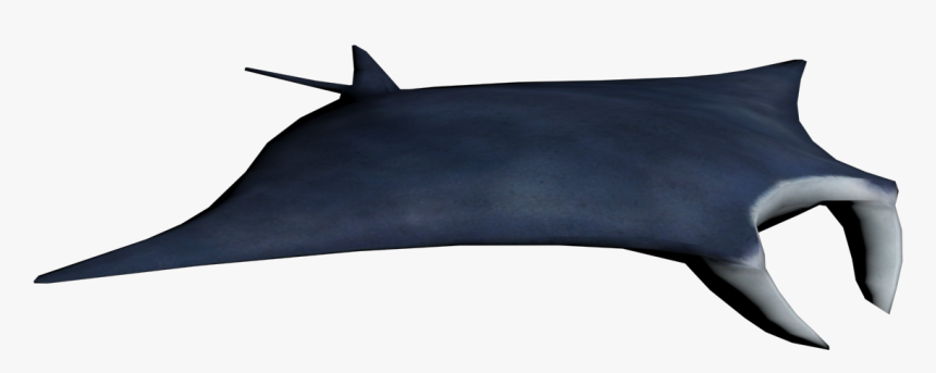 Transparent Manta Ray Png - Lamniformes, Png Download, Free Download