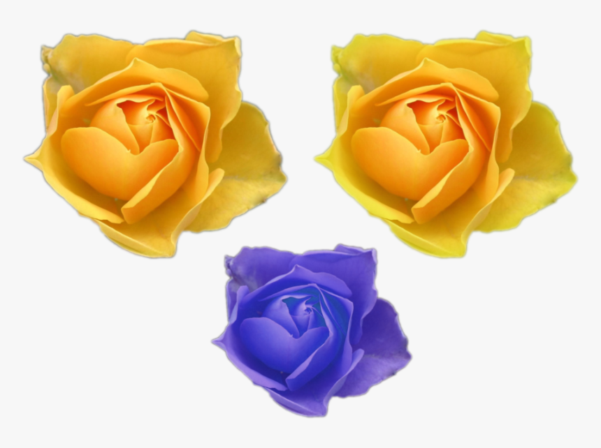 Blue Golden Yellow Color Flower Roses Png Files For - Frases Con Una Flor, Transparent Png, Free Download