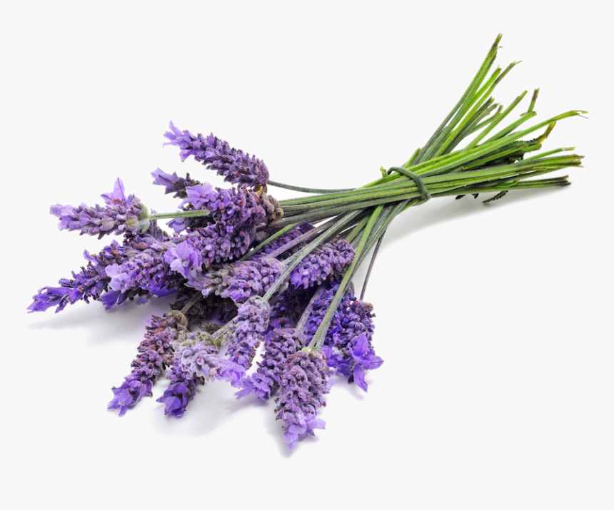 Doterra Lavender Oil Png, Transparent Png, Free Download