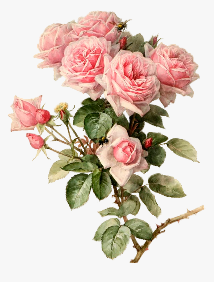 Pink Roses Botanical Flowers, Botanical Art, Pink Roses, - Botanical Art Roses, HD Png Download, Free Download