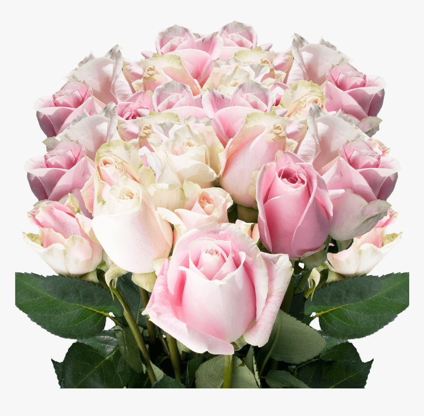 Garden Roses, HD Png Download, Free Download