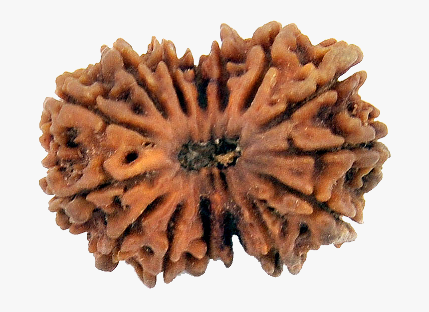 Png 15 Mukhi Rudraksha, Transparent Png, Free Download