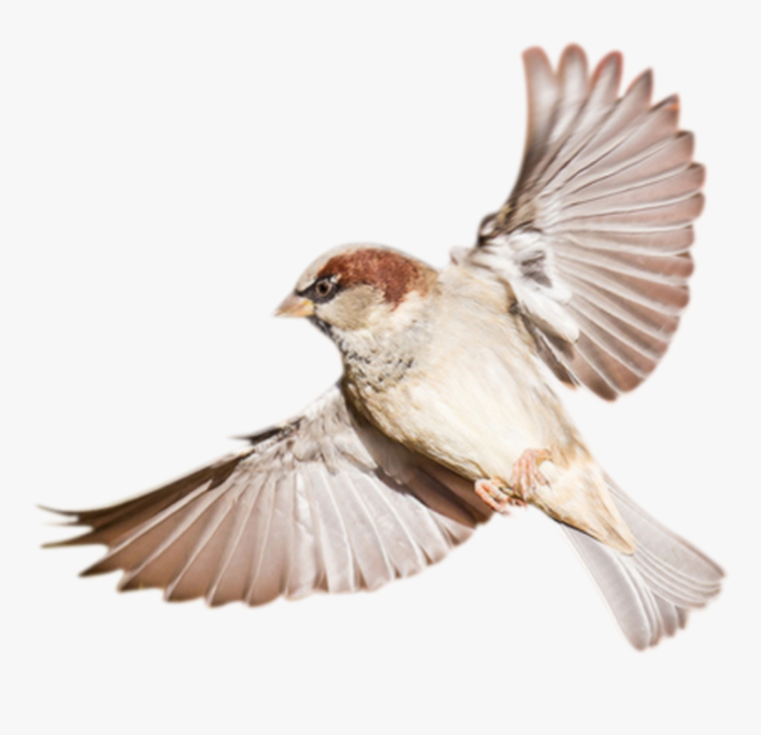 Flying Sparrow Bird Png, Transparent Png, Free Download