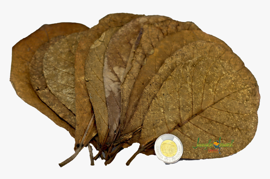 Indian Almond Leaves, HD Png Download, Free Download