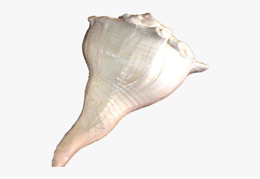 Conch, HD Png Download, Free Download