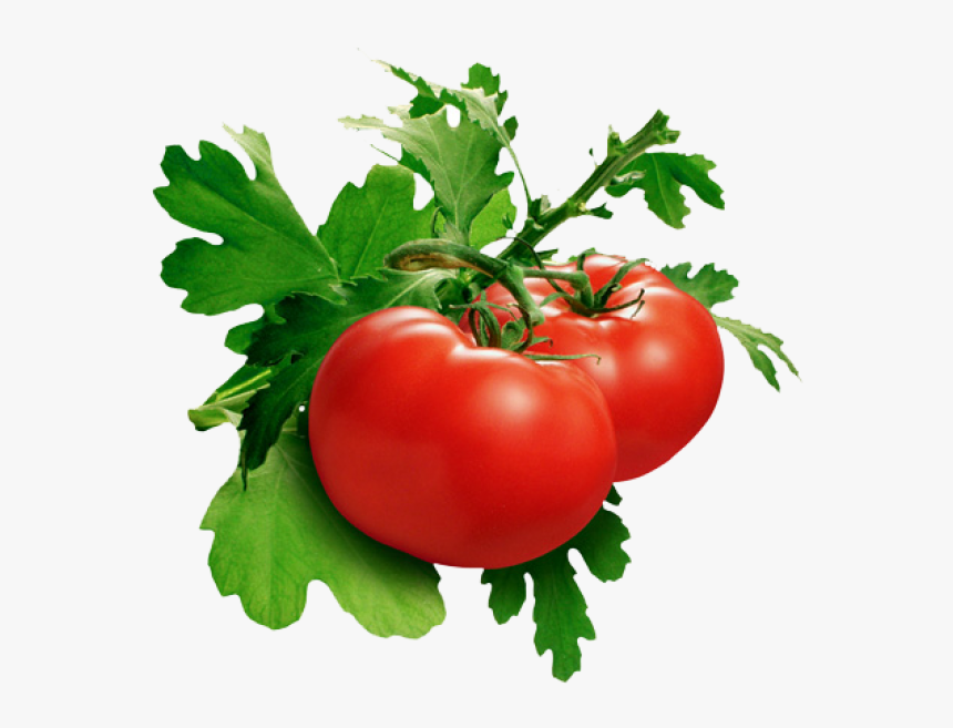 Tomato Png Free Download - Tomato Png, Transparent Png, Free Download