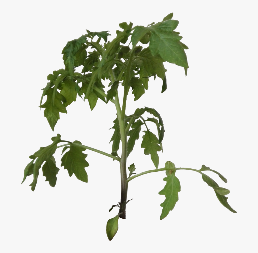 Thumb Image - Tomato Plant Cut Out, HD Png Download, Free Download