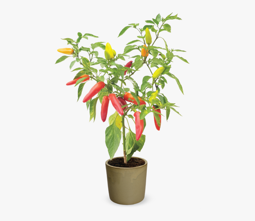 Flowerpot, HD Png Download, Free Download