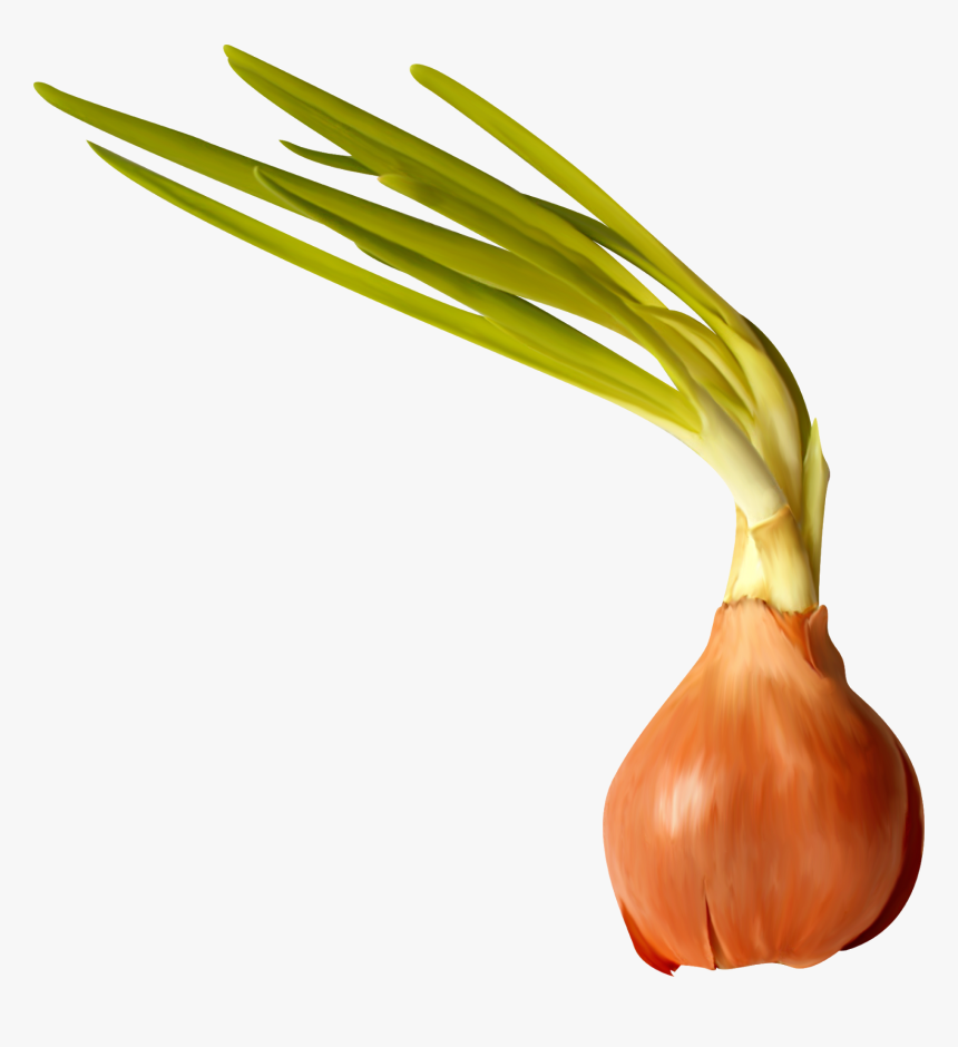 Transparent Onion Clipart - Yellow Onion, HD Png Download, Free Download