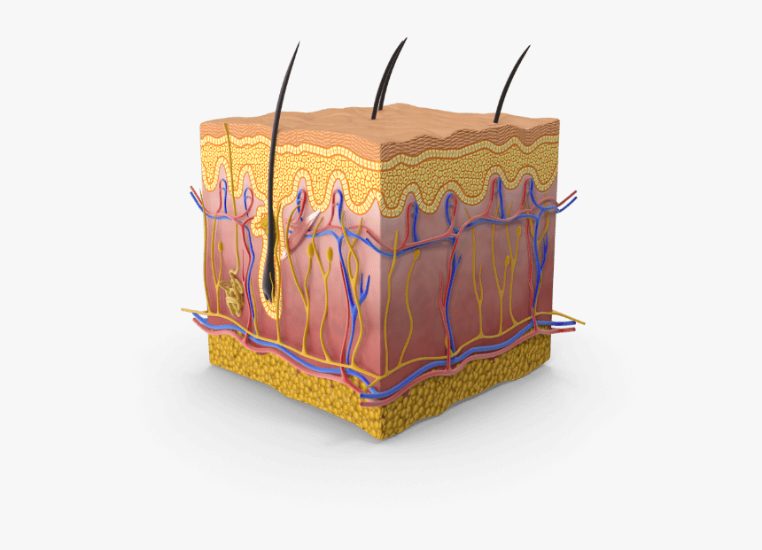 Integumentary System Image Png, Transparent Png, Free Download