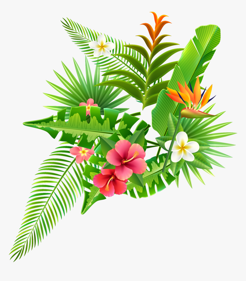 Strelitzia Reginae Parrot Flower - Illustration, HD Png Download, Free Download