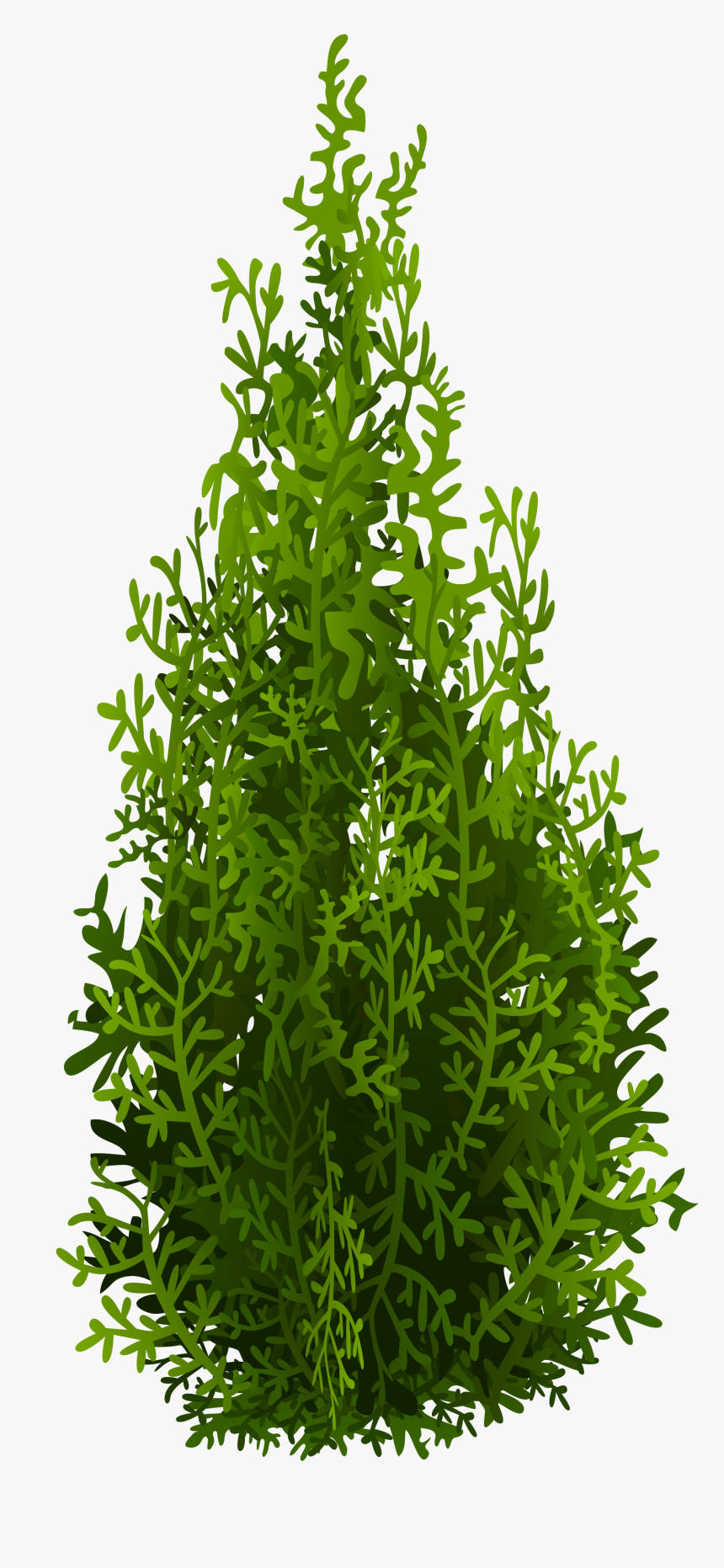 Cypress Tree Png - Evergreen Shrub Png, Transparent Png, Free Download