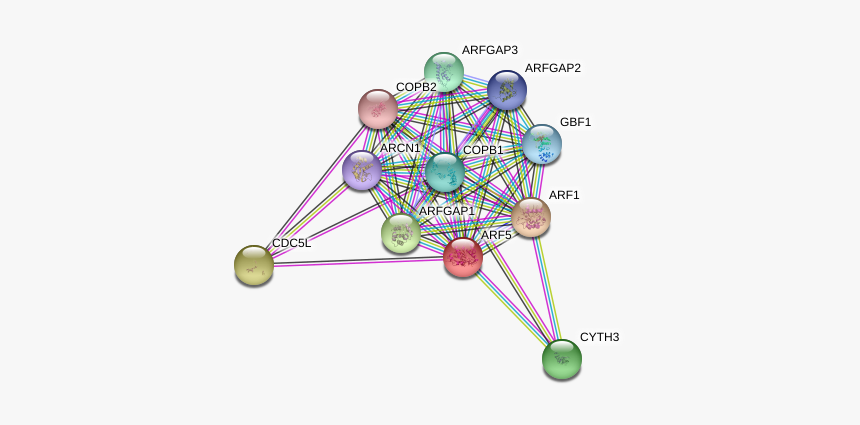 Arf5 Protein - Circle, HD Png Download, Free Download