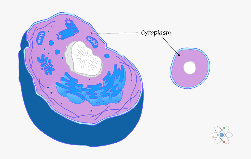 Transparent Endoplasmic Reticulum Clipart - Diagram Of A Cytoplasm, HD Png Download, Free Download