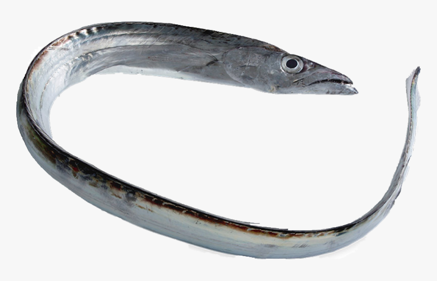 Global Seawaves Ribbon Fish 1kg"
 Title="global Seawaves - Pacific Saury, HD Png Download, Free Download