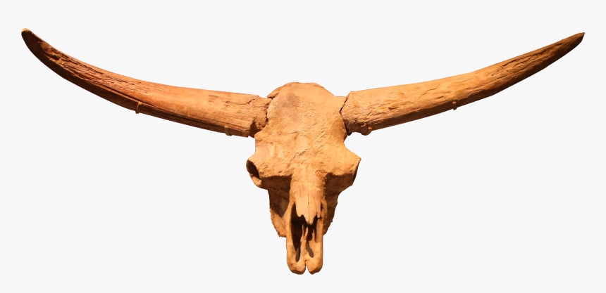 Bison Latifrons Head, HD Png Download, Free Download