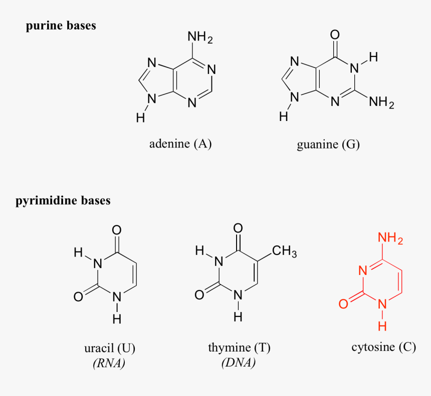 Nucleic Acid Chemistry, HD Png Download, Free Download