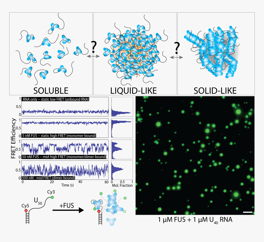 G Quadruplex Phase Separation, HD Png Download, Free Download