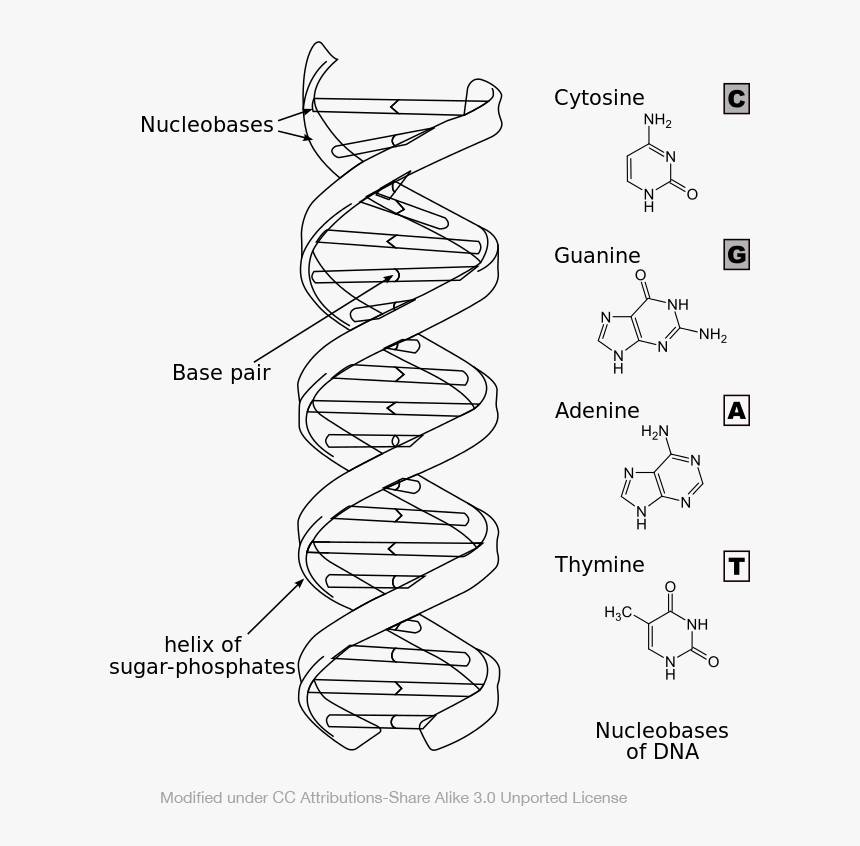Rna Drawing , Png Download - Draw A Dna Structure, Transparent Png, Free Download