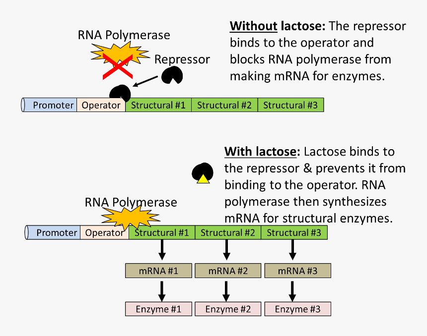 The Repressor Is Normall Bound To The Operator, Effectively - Rna Polymerase Gene Expression, HD Png Download, Free Download