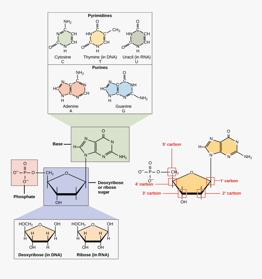 Structure Elements Of A Dna Molecule, HD Png Download, Free Download