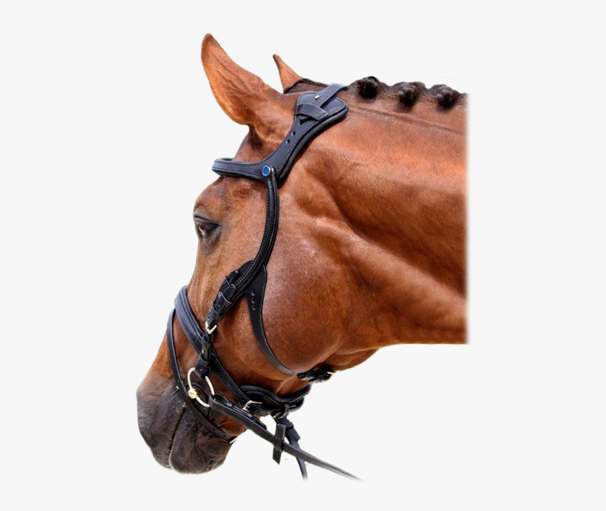 Stubben Freedom Bridle, HD Png Download, Free Download