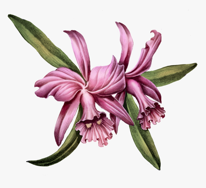 Lily, HD Png Download, Free Download