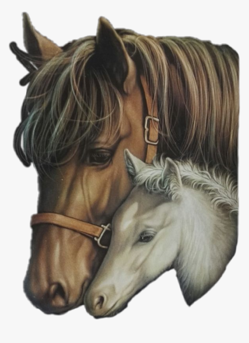 #cabezas De #caballos - Cabezas De Caballos Png, Transparent Png, Free Download