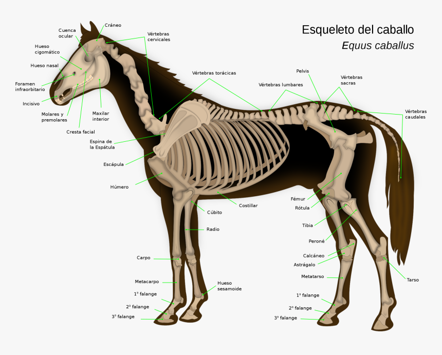 Labeled Horse Skeleton Diagram, HD Png Download, Free Download