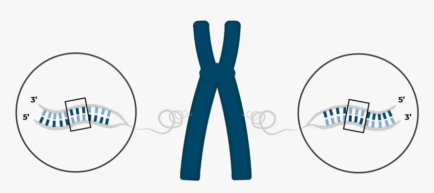 Chromosome With Inversion, HD Png Download, Free Download