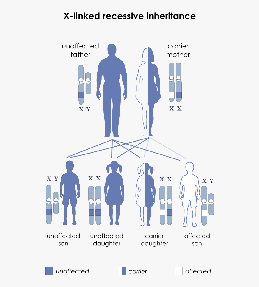 Autosomes Vs Sex Chromosomes - X Linked Recessive, HD Png Download, Free Download