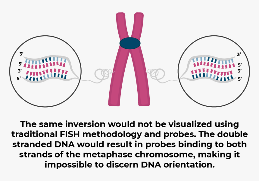 Inversion With Fish - Illustration, HD Png Download, Free Download