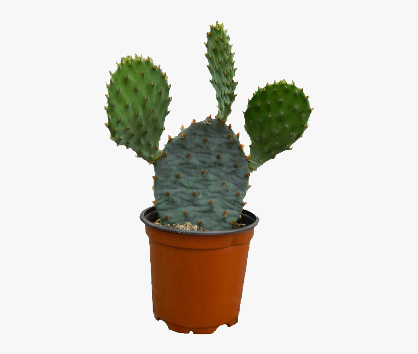 Image - Cactus, HD Png Download, Free Download