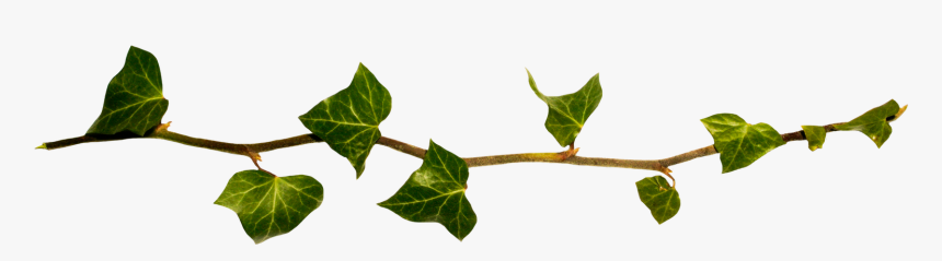 Tulip Poplar, HD Png Download, Free Download