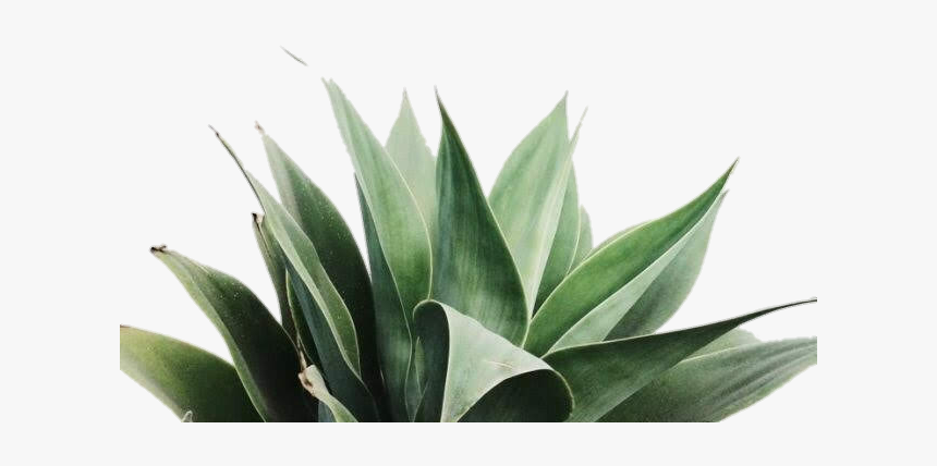 #tumblr #picsart #plants #planta #leaf - Hojas Verdes, HD Png Download, Free Download