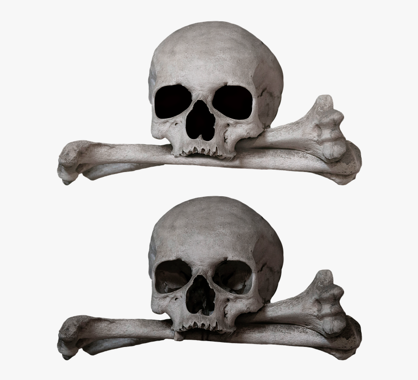 Human Bones Png, Transparent Png, Free Download