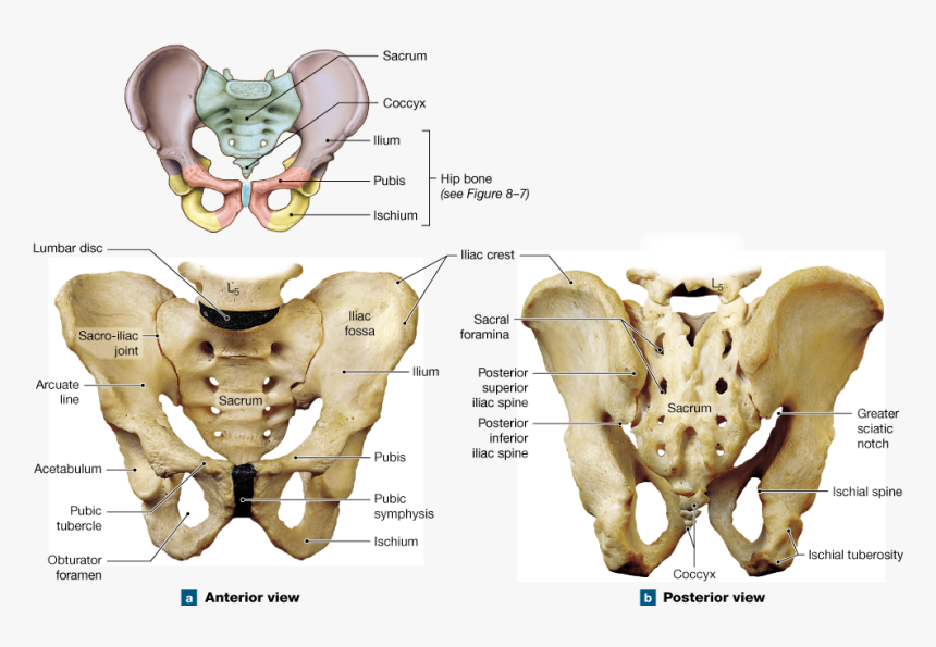 Figure 8 6 The Pelvis Anterior View, HD Png Download, Free Download