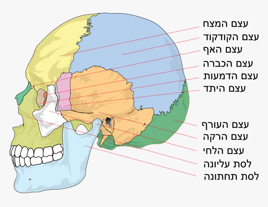 Human Skull Side Bones Heb - Bones Of The Skull, HD Png Download, Free Download