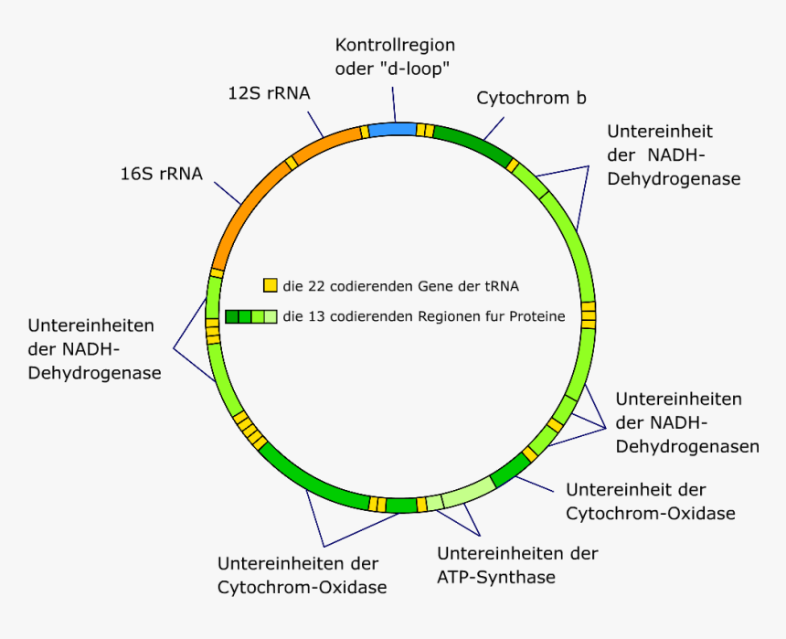 Mitochondrial Dna De - Mitochondrial Dna Map, HD Png Download, Free Download