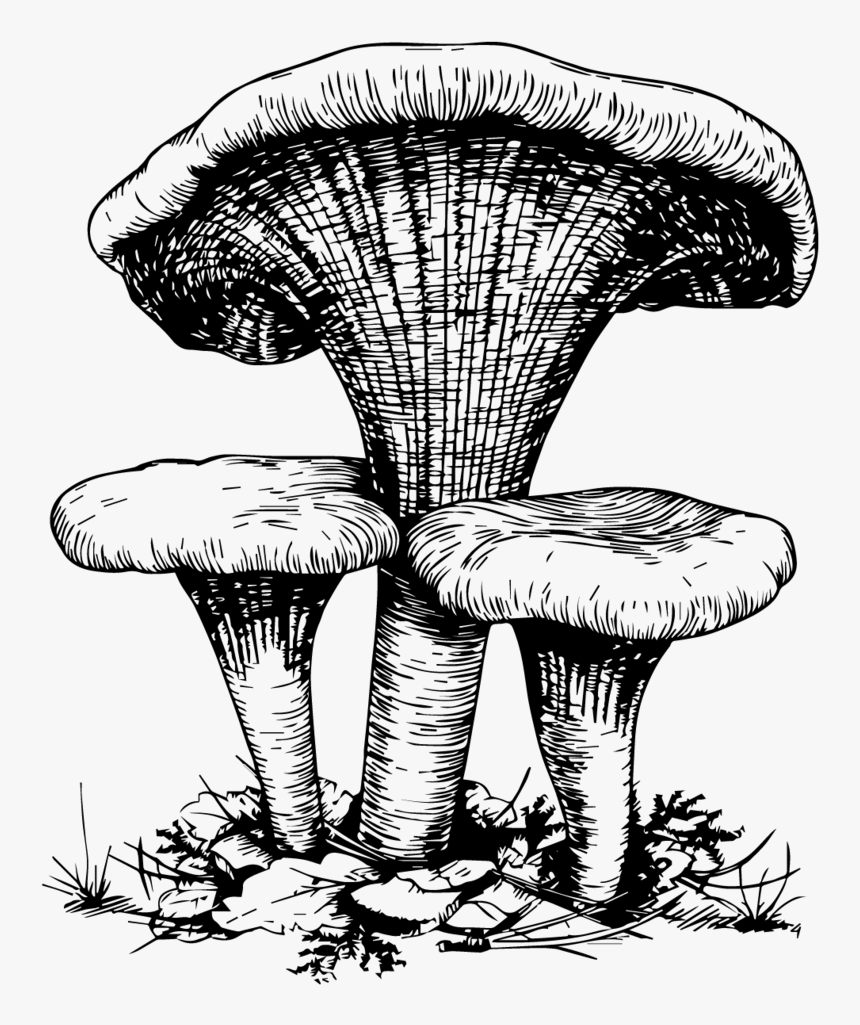 “for Any Reluctant Vegan Who Worries That Nothing Will - Mushroom Drawing Png, Transparent Png, Free Download