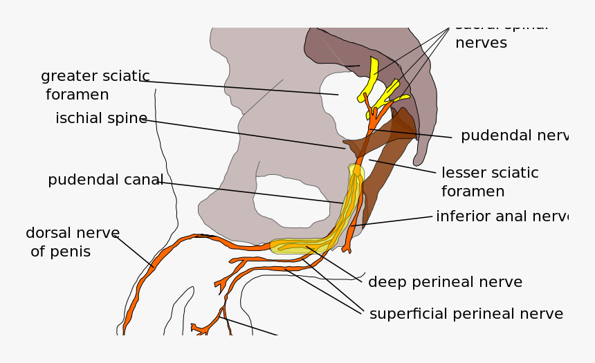 Block Pudendal Nerve In Circumcision, HD Png Download, Free Download
