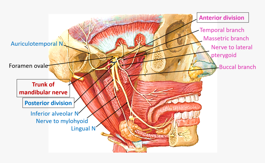 Mandibular Nerve, HD Png Download, Free Download