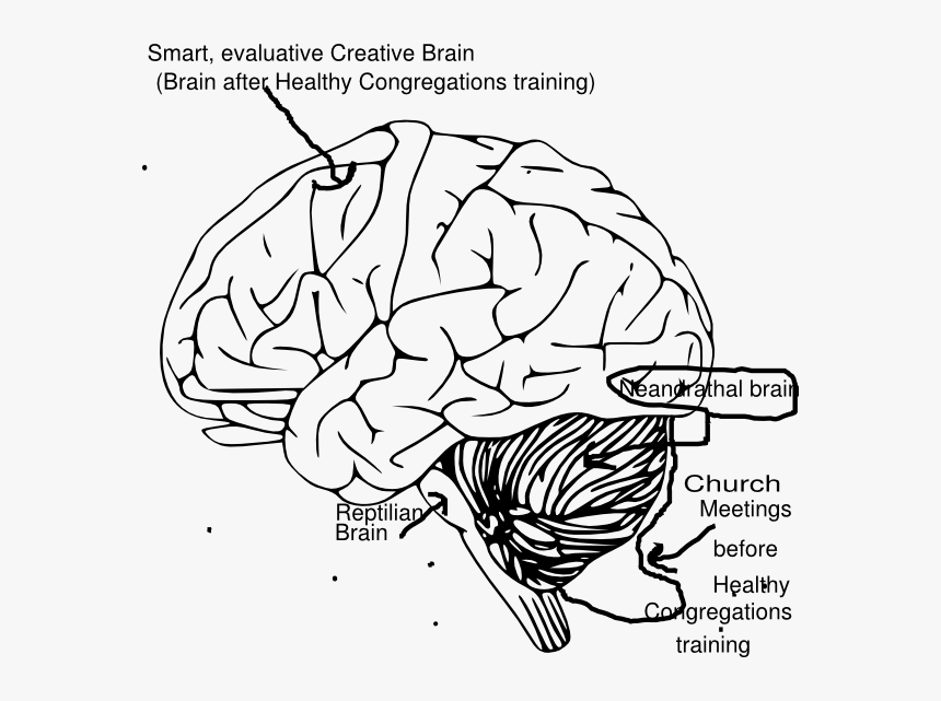 Outline Of Human Brain, HD Png Download, Free Download