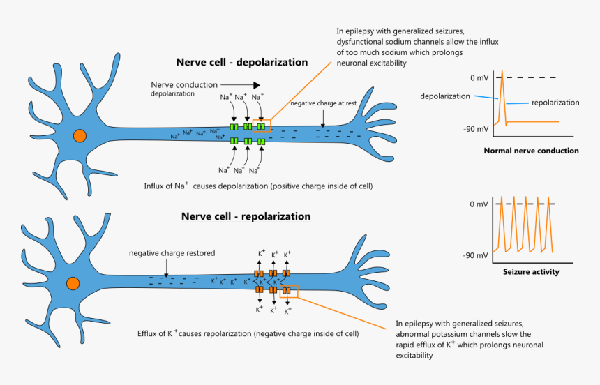 Sodium Channel Neuron, HD Png Download, Free Download