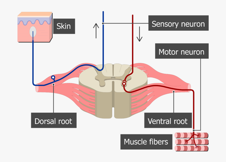 Spinal Cord Segment Cross-sectional Image Showing The - Spinal Motor Nerve Anatomy, HD Png Download, Free Download