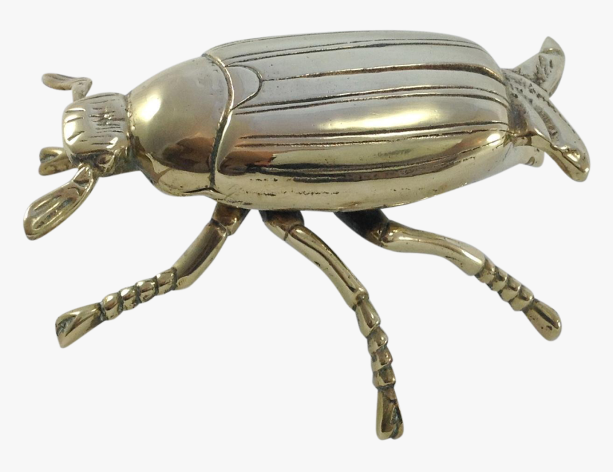 Beetle Transparent Large - Weevil, HD Png Download, Free Download