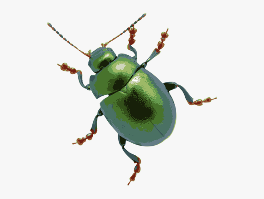 Mean Bug Clipart - Bug Clipart Transparent, HD Png Download, Free Download