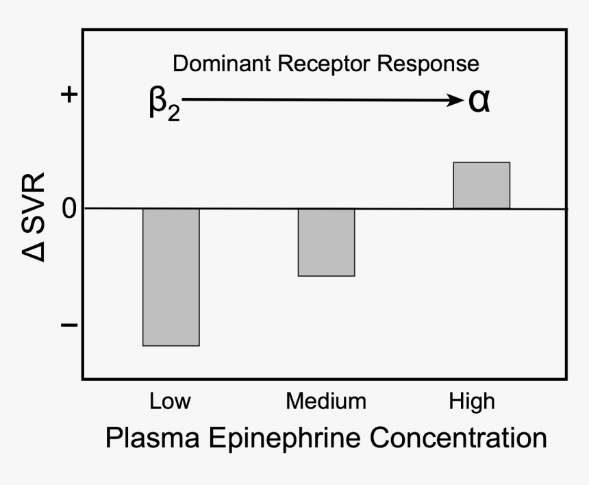 Epinephrine Blood Pressure, HD Png Download, Free Download